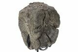 Fossil Hadrosaur Caudal Vertebra w/ Metal Stand - Texas #243665-1